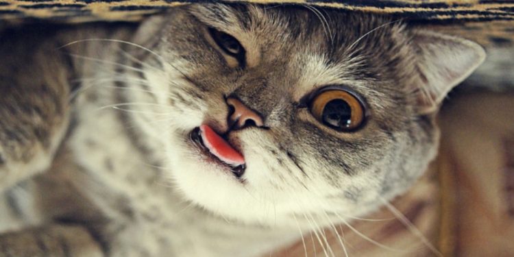 Pourquoi mon chat ne rentre pas sa langue ?