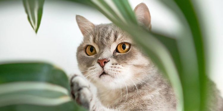 Est-ce que le coléus est toxique pour les chats ?