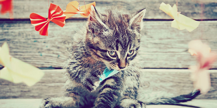 Est-ce qu'un chat peut avaler de travers ?