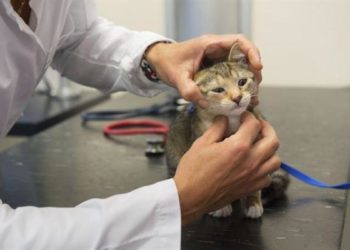 Pourquoi mon chat a une boule sous la peau ?