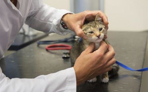 Pourquoi mon chat a une boule sous la peau ?