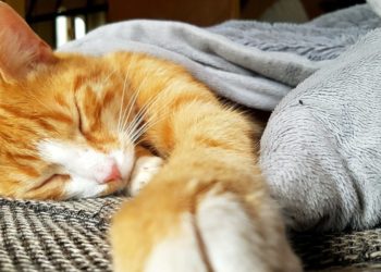 Comment savoir si on a un chat nain ?