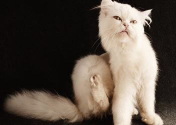 Comment savoir si mon chat a fait un AVC ?