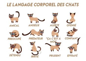 Comment parler le langage des chats ?