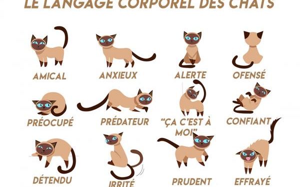 Comment parler le langage des chats ?
