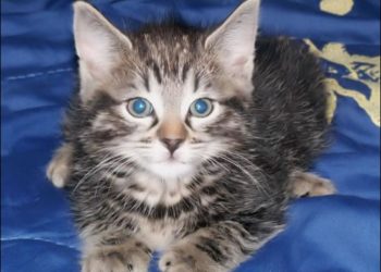 Comment savoir si notre chat et croise bengal ?