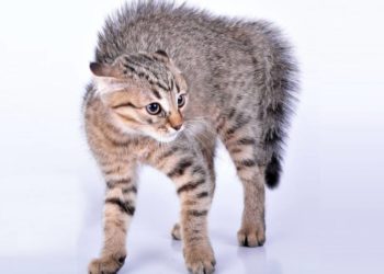 Comment savoir quand un chat a peur ?