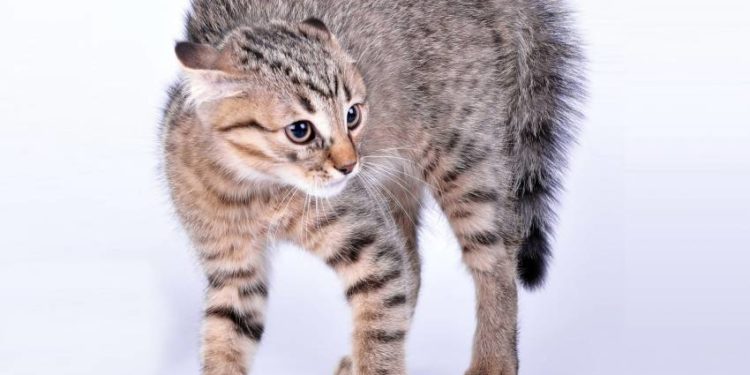 Comment savoir quand un chat a peur ?