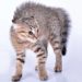 Comment savoir quand un chat a peur ?