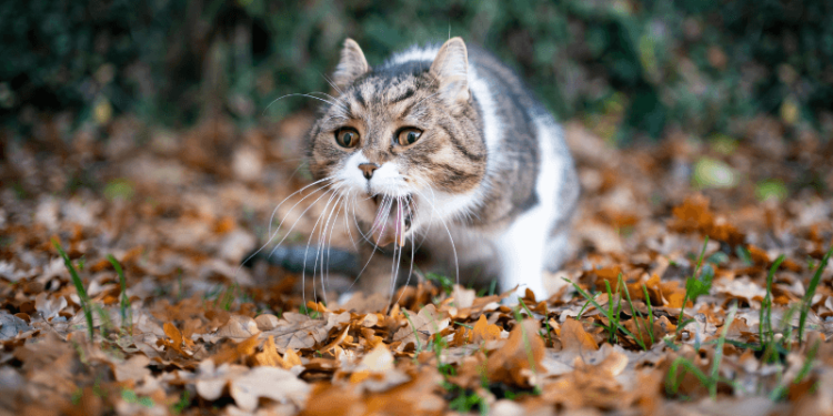 Pourquoi mon chat a du mal à avaler ?
