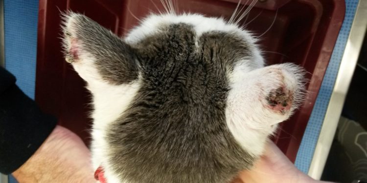 Comment soigner une tumeur chez le chat ?