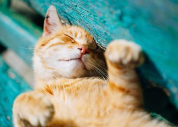 Est-ce que la chaleur fatigue les chats ?