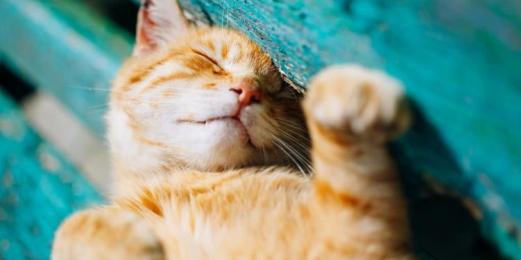 Est-ce que la chaleur fatigue les chats ?