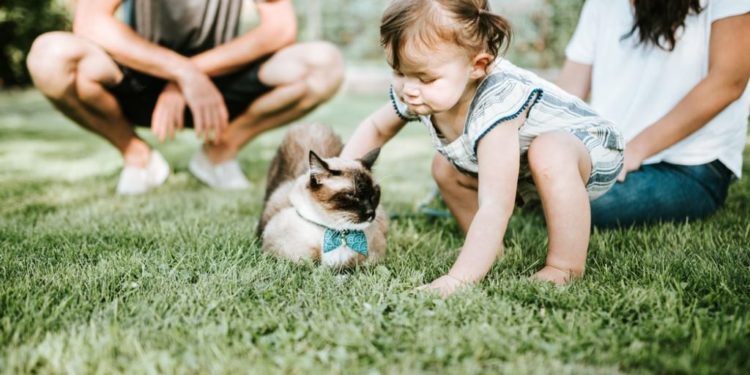 Est-ce que mon chat sent que je suis enceinte ?