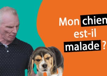 Pourquoi mon chien se racle la gorge ?