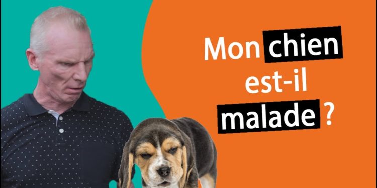 Pourquoi mon chien se racle la gorge ?