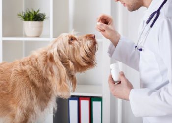 Quel médicament pour infection urinaire chien ?