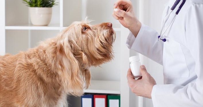 Quel médicament pour infection urinaire chien ?