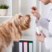 Quel médicament pour infection urinaire chien ?