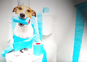 Comment savoir si mon chien a mal au ventre ?