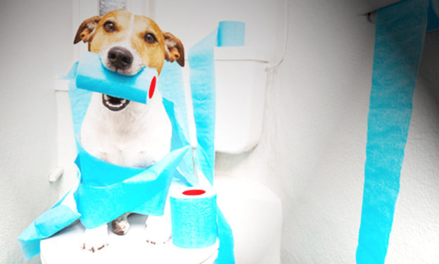 Comment savoir si mon chien a mal au ventre ?