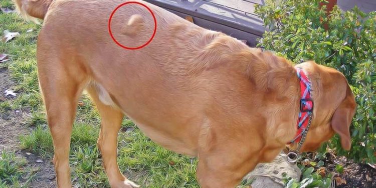 Comment Soigner Un Cancer Chez Le Chien