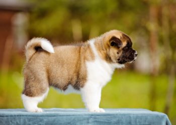 Quel est le prix d'un chiot ?