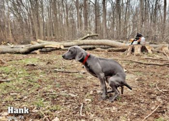Quand font caca les chiens ?