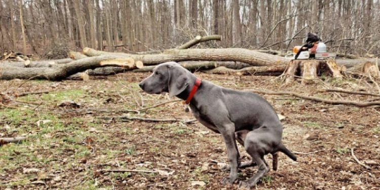 Quand font caca les chiens ?