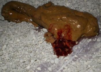 Comment soigner un chien qui a du sang dans les selles ?