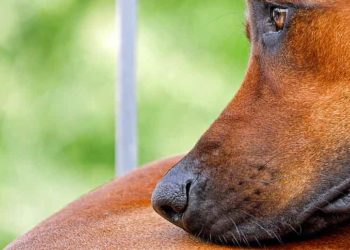 Comment savoir quand son chien souffre ?