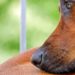 Comment savoir quand son chien souffre ?