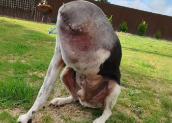 Est-ce que les animaux se font piquer ?