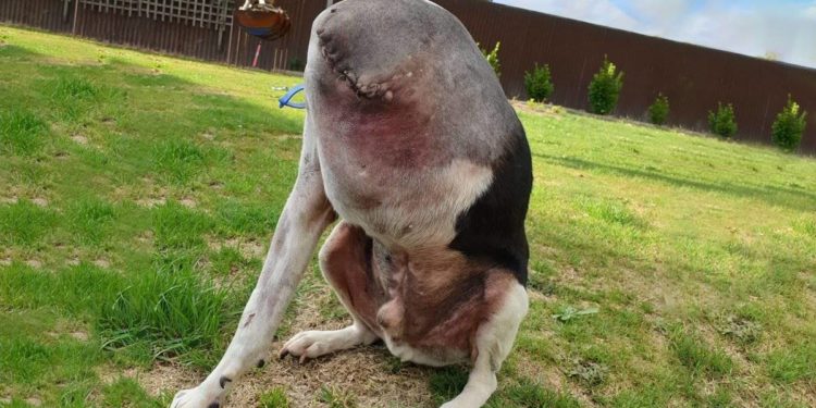 Est-ce que les animaux se font piquer ?