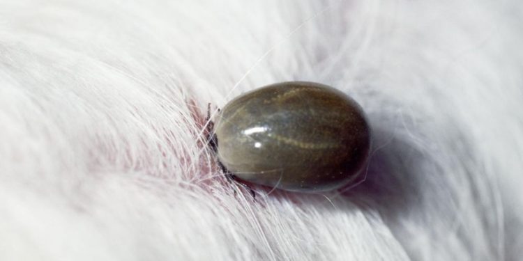 Est-ce que les chiens peuvent transmettre des maladies ?