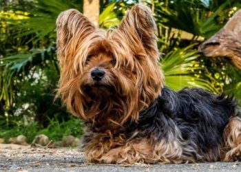 Comment couper les poils des oreilles d'un Yorkshire ?