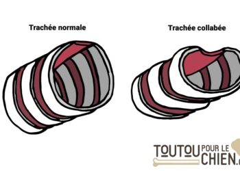 Comment soigner un collapsus trachéal ?