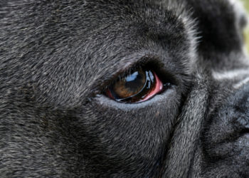 Pourquoi l'œil de mon chien est rouge ?