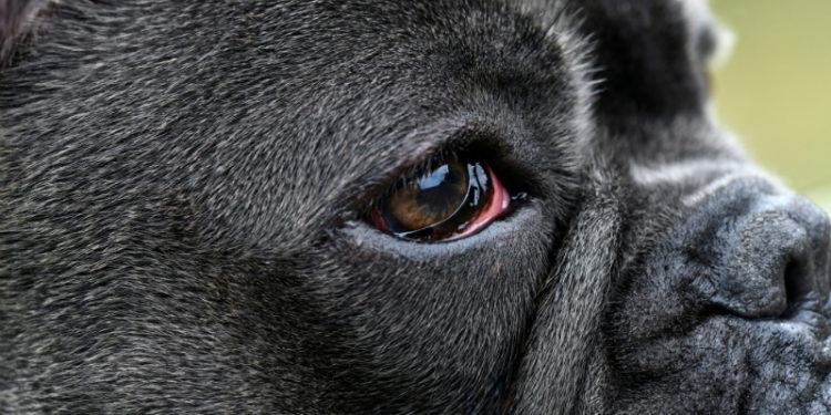 Pourquoi l'œil de mon chien est rouge ?