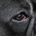 Pourquoi l'œil de mon chien est rouge ?