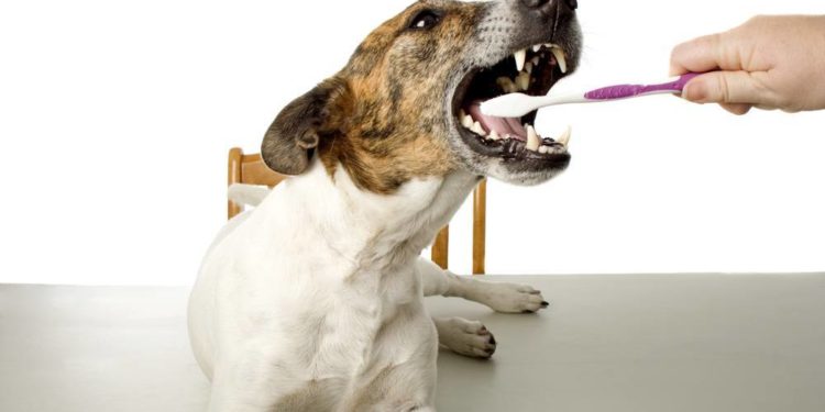 Comment soigner les gencives d'un chien ?