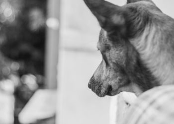 Comment savoir si un chiot va mourir ?