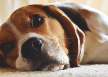 Quel remède pour un chien enrhumé ?