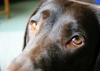 Pourquoi les chiens ont des otites ?