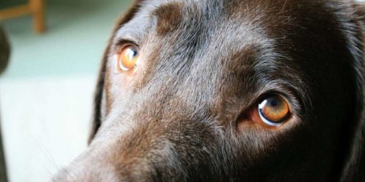 Pourquoi les chiens ont des otites ?