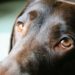 Pourquoi les chiens ont des otites ?