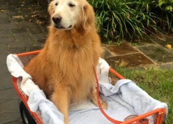 Pourquoi un chien ne peut plus marcher ?