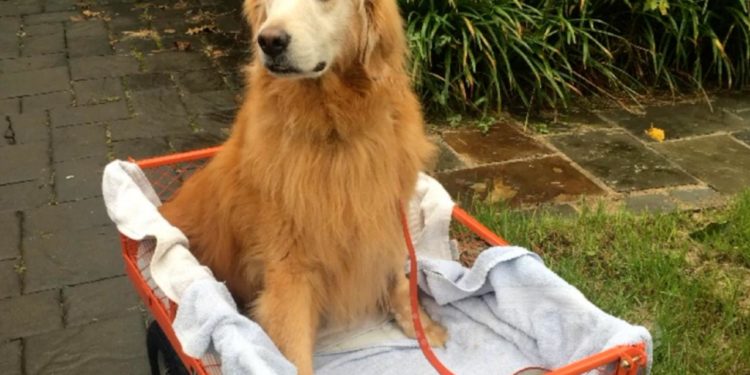 Pourquoi un chien ne peut plus marcher ?