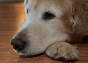 Comment soigner une pyodermite chez le chien ?