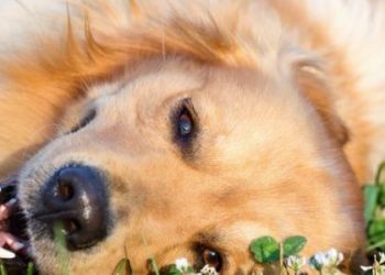 Comment soigner naturellement une gastrite chez le chien ?